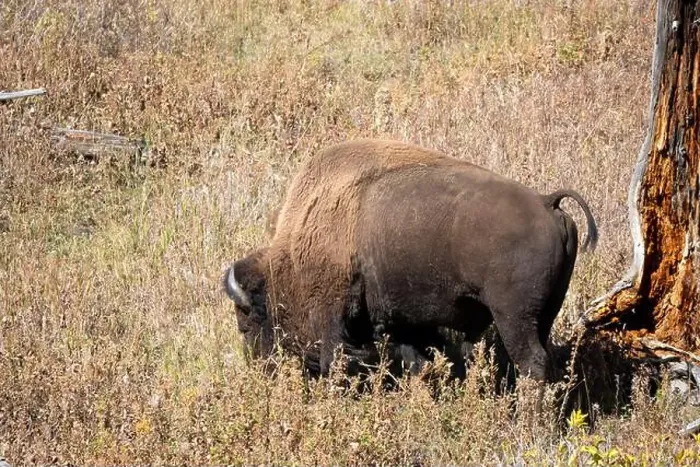 Framed Print : close-up of wild American Bison, Yellowstone National Park USA Framed Print : close-up of wild American Bison, Yellowstone National Park USA