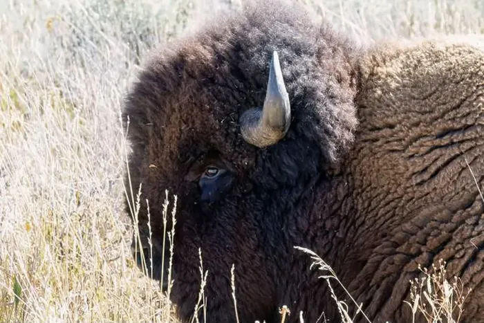 Framed Print : close-up of wild American Bison, Yellowstone National Park USA Framed Print : close-up of wild American Bison, Yellowstone National Park USA