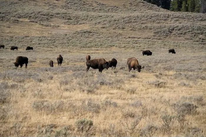 Framed Print : close-up of wild American Bison, Yellowstone National Park USA Framed Print : close-up of wild American Bison, Yellowstone National Park USA