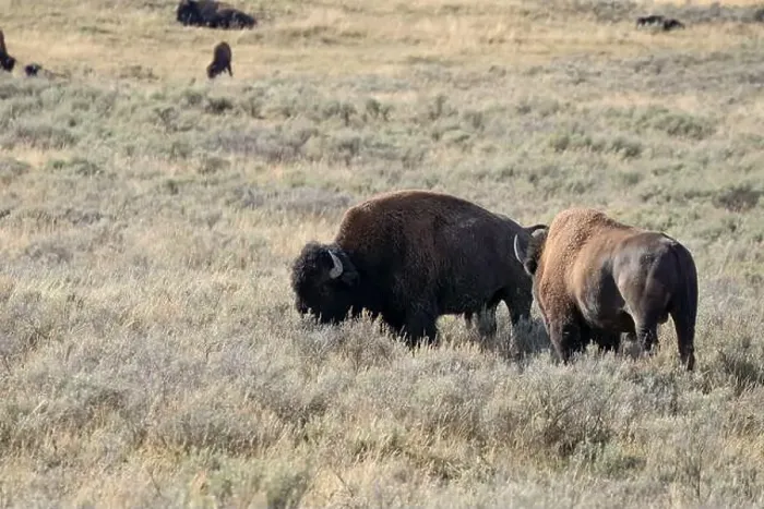 Framed Print : close-up of wild American Bison, Yellowstone National Park USA Framed Print : close-up of wild American Bison, Yellowstone National Park USA