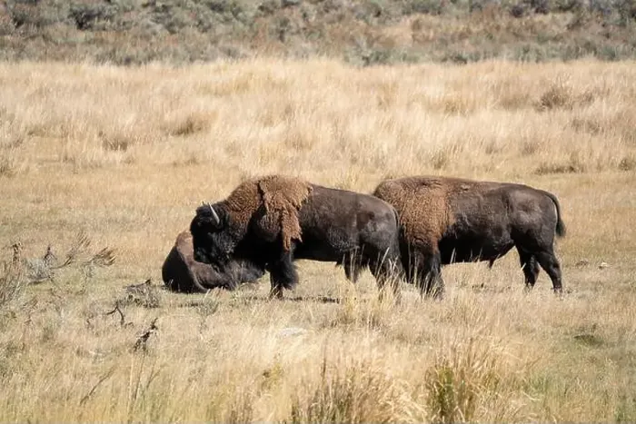 Framed Print : close-up of wild American Bison, Yellowstone National Park USA Framed Print : close-up of wild American Bison, Yellowstone National Park USA
