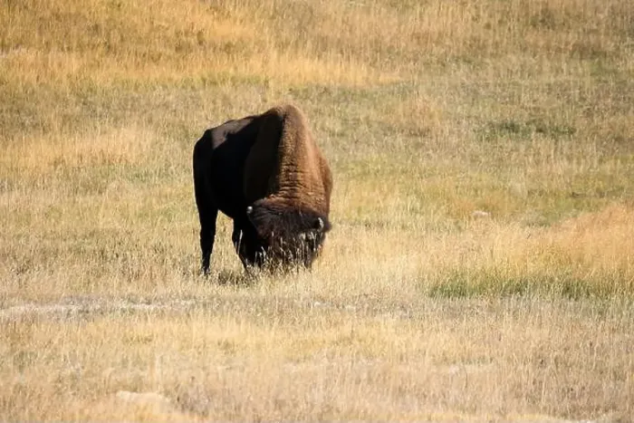 Framed Print : close-up of wild American Bison, Yellowstone National Park USA Framed Print : close-up of wild American Bison, Yellowstone National Park USA