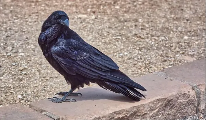 Framed Print : Close-up of a Wild black Raven standing on a wall, Grand Canyon National Park, Arizona, USA