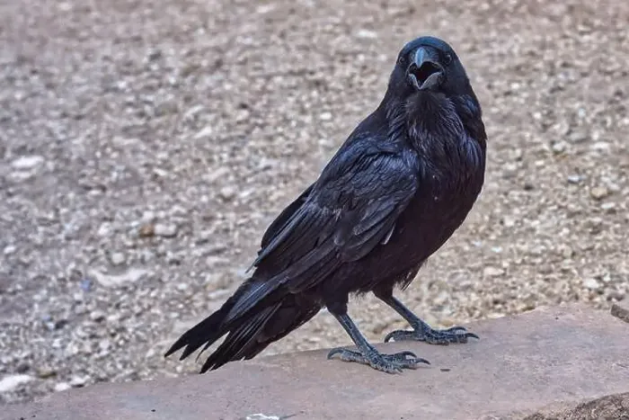 Framed Print : Close-up of a Wild black Raven standing on a wall, Grand Canyon National Park, Arizona, USA Framed Print : Close-up of a Wild black Raven standing on a wall, Grand Canyon National Park, Arizona, USA