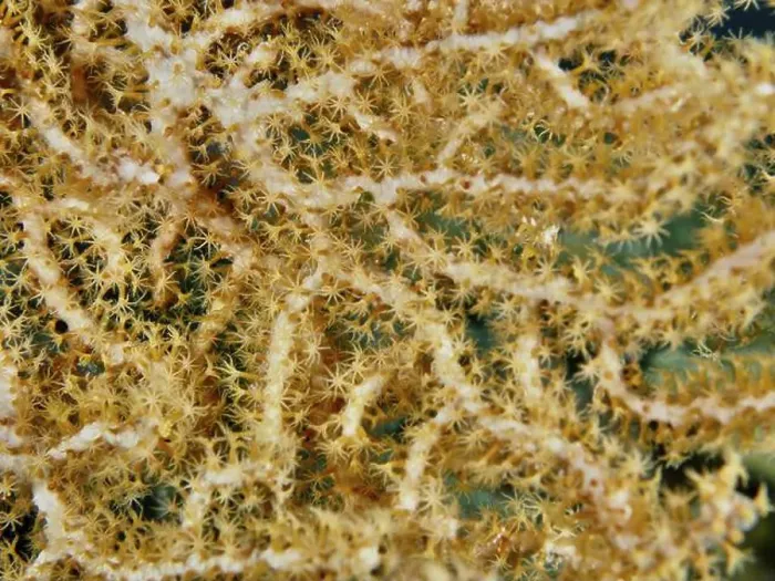 Framed Print : Close-up of Yellow gorgonian (Echinogorgia) with fine Framed Print : Close-up of Yellow gorgonian (Echinogorgia) with fine
