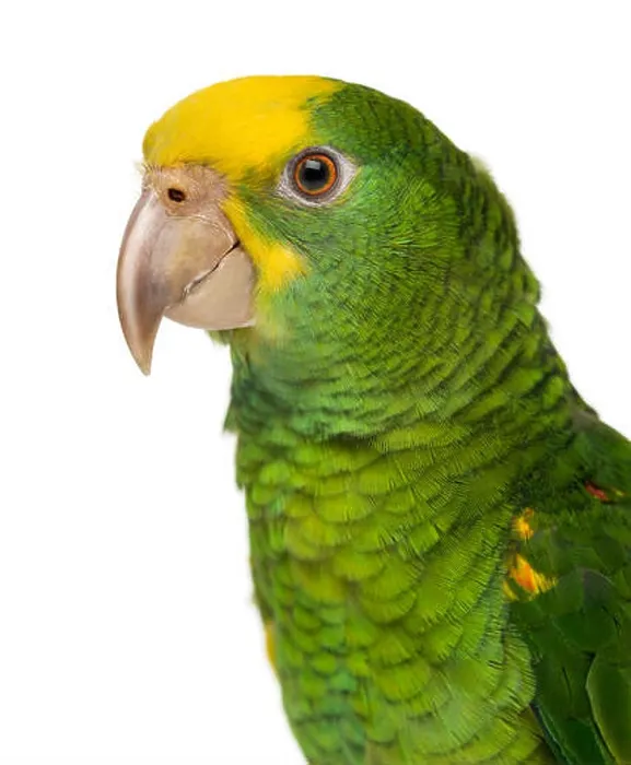 Framed Print : Close-up of a Yellow-headed Amazon (6 months old), against white background Framed Print : Close-up of a Yellow-headed Amazon (6 months old), against white background