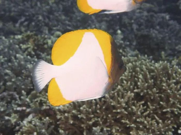 Framed Print : Close-up of a yellow-white fish Framed Print : Close-up of a yellow-white fish