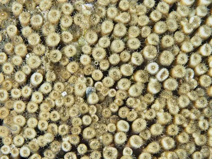 Framed Print : Close-up of yellowish coral with detailed texture Framed Print : Close-up of yellowish coral with detailed texture