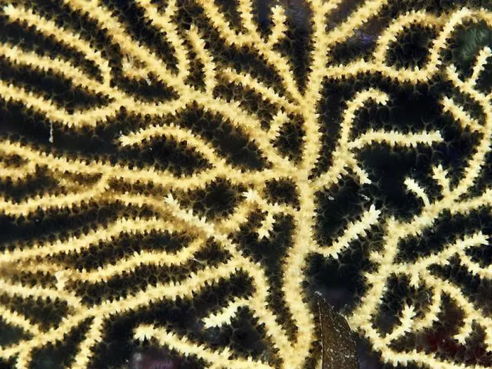 Framed Print : Close-up of yellowish gorgonian structure with fine branching Framed Print : Close-up of yellowish gorgonian structure with fine branching