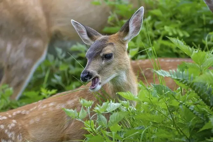 Framed Print : Close-up of a young white-tailed deer (Odocoileus virginianus) lying in the grass, Ketchikan, Alaska, USA, North America Framed Print : Close-up of a young white-tailed deer (Odocoileus virginianus) lying in the grass, Ketchikan, Alaska, USA, North America
