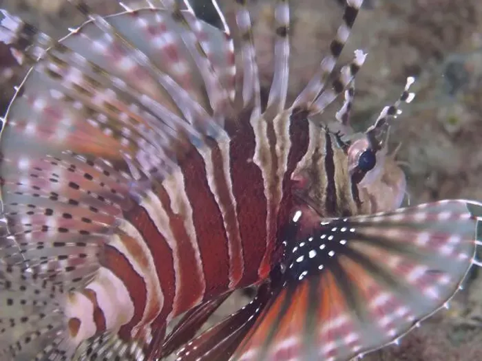 Framed Print : Close-up of a zebra dwarf lionfish (Dendrochirus zebra) with striking fin pattern Framed Print : Close-up of a zebra dwarf lionfish (Dendrochirus zebra) with striking fin pattern