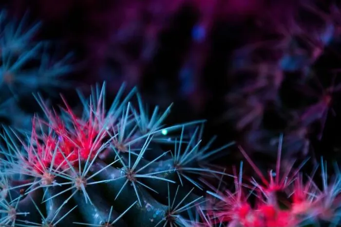 Framed Print : Close up of various cactuses Framed Print : Close up of various cactuses