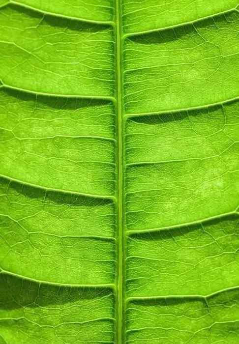 Framed Print : Close up of the veins and patterns in a bright green leaf Framed Print : Close up of the veins and patterns in a bright green leaf