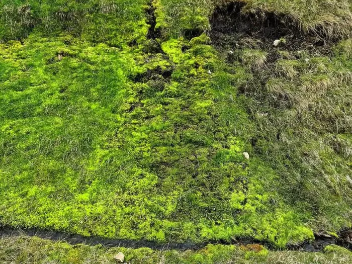 Framed Print : Close up of a vibrant green moss patch growing on a surface in Iceland, showcasing the unique flora of the region Framed Print : Close up of a vibrant green moss patch growing on a surface in Iceland, showcasing the unique flora of the region