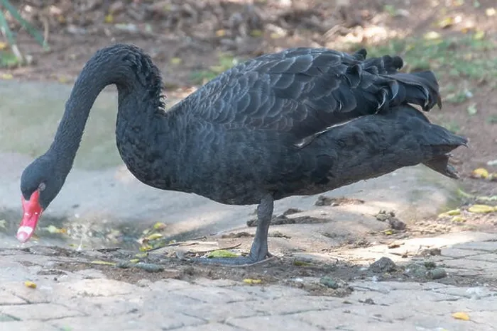 Framed Print : A close up view of a black swan standing on one leg near a water pond Framed Print : A close up view of a black swan standing on one leg near a water pond