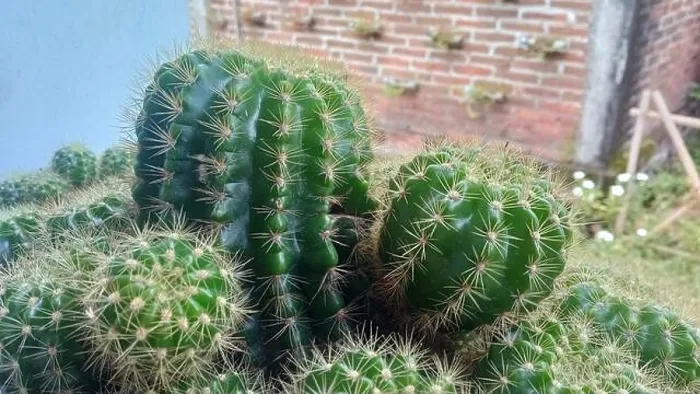 Framed Print : Close up view of echinopsis tubiflora cactus Framed Print : Close up view of echinopsis tubiflora cactus