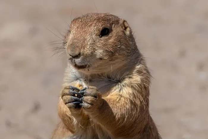 Framed Print : Close up view of a prairie dog eating Framed Print : Close up view of a prairie dog eating