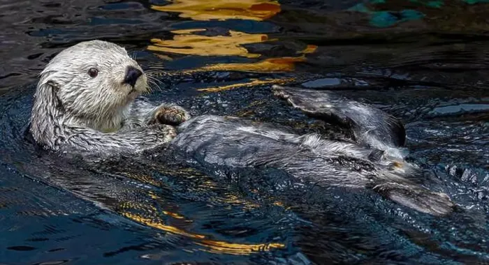 Framed Print : Close up view of a relaxed swimming sea otter (Enhydra lutris) Framed Print : Close up view of a relaxed swimming sea otter (Enhydra lutris)