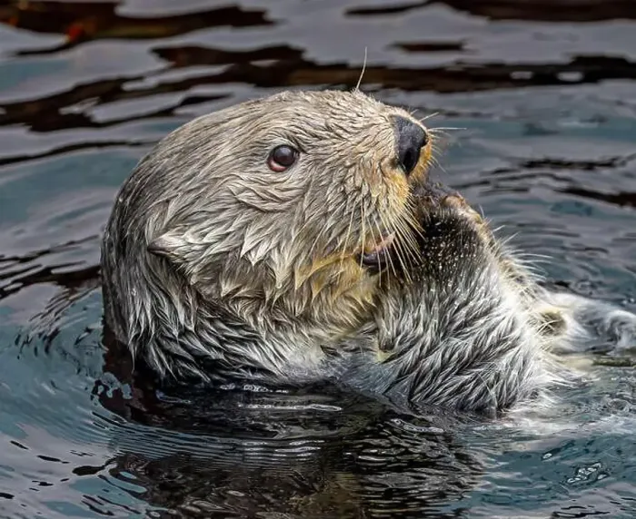 Framed Print : Side Close up view of a sea otter (Enhydra lutris) Framed Print : Side Close up view of a sea otter (Enhydra lutris)