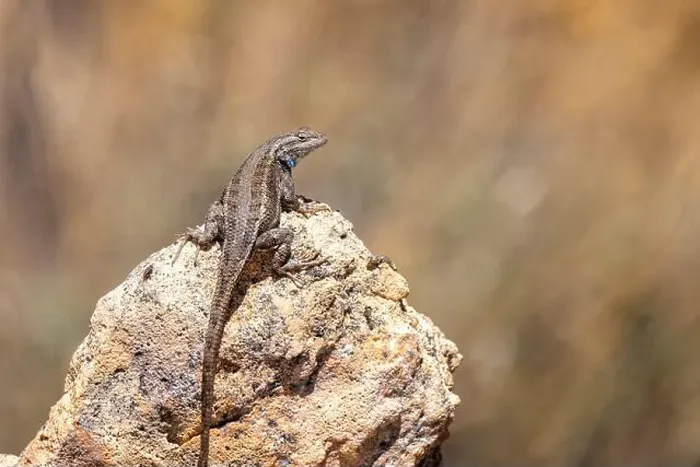 Framed Print : Close up of a Western Fence Lizard with blue irridescent throat Framed Print : Close up of a Western Fence Lizard with blue irridescent throat