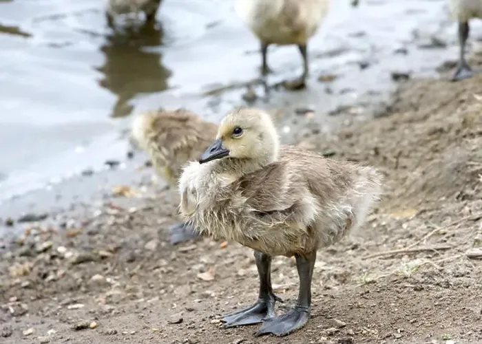 Framed Print : Close up on a wet Canada Goose gosling standing on shore of a local city park pond, siblings in background