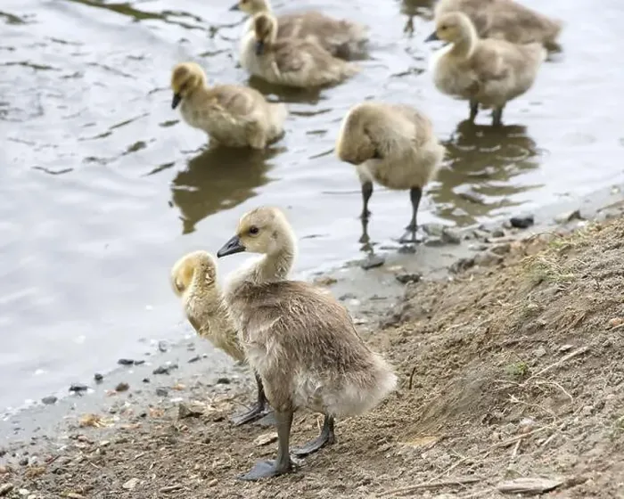 Framed Print : Close up on a wet Canada Goose gosling standing on shore of a local city park pond Framed Print : Close up on a wet Canada Goose gosling standing on shore of a local city park pond