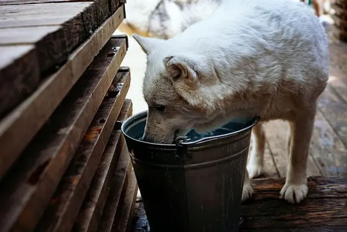 Framed Print : close up of white husky dog drinking from steel bucket.Thirsty animal stands heat Framed Print : close up of white husky dog drinking from steel bucket.Thirsty animal stands heat