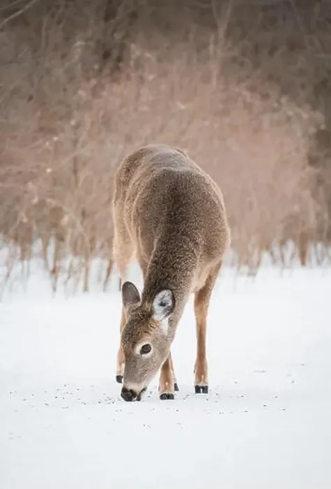 Framed Print : Close up of white tailed deer eating seeds off snow in wooded area Framed Print : Close up of white tailed deer eating seeds off snow in wooded area