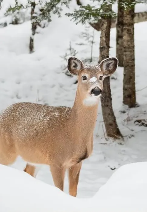 Framed Print : Close up of white-tailed deer standing in woods on snowy winter day Framed Print : Close up of white-tailed deer standing in woods on snowy winter day