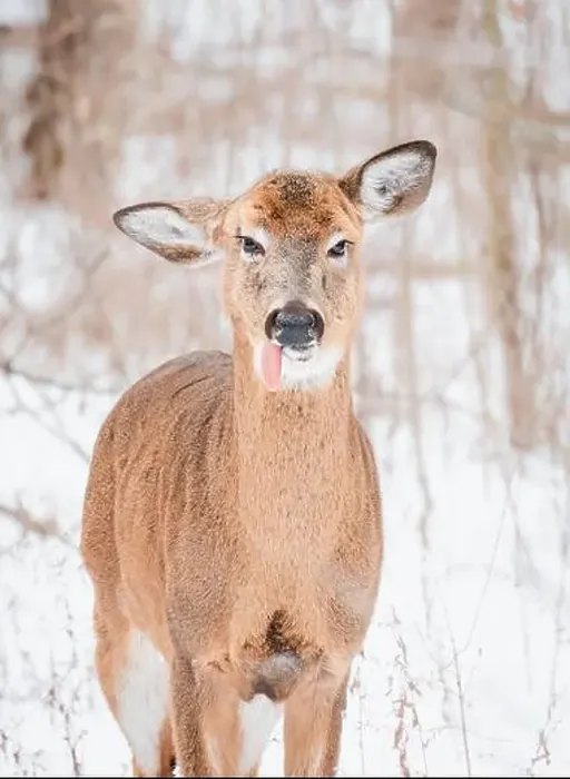 Framed Print : Close up of white-tailed deer with tongue hanging out on winter day Framed Print : Close up of white-tailed deer with tongue hanging out on winter day