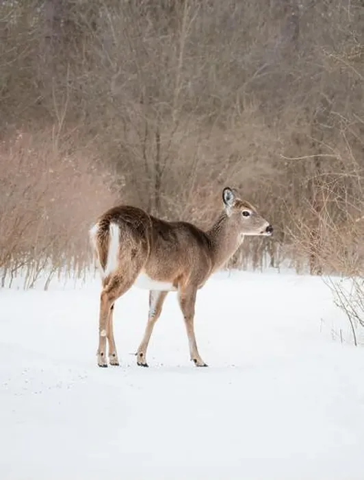 Framed Print : Close up of white tailed deer walking in snowy wooded area