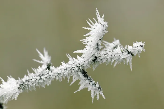 Framed Print : Close up wintry scene of spiky hoar frost on a frozen branch plant showing ice crystals taken in Bristol, UK Framed Print : Close up wintry scene of spiky hoar frost on a frozen branch plant showing ice crystals taken in Bristol, UK