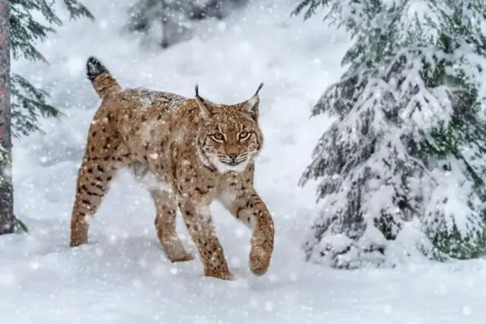 Framed Print : Closeup Adult Lynx in cold time. Bobcat snow in wild winter nature. Action wildlife scene with dangerous animal Framed Print : Closeup Adult Lynx in cold time. Bobcat snow in wild winter nature. Action wildlife scene with dangerous animal