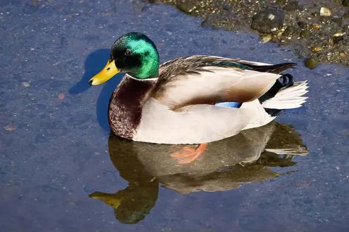 Framed Print : Closeup of a beautiful male mallard duck with an emerald green head floating on a shallow river estuary Framed Print : Closeup of a beautiful male mallard duck with an emerald green head floating on a shallow river estuary