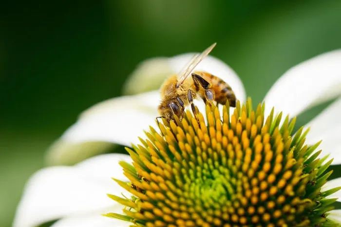 Framed Print : closeup of bee on a head of echinecea flower Framed Print : closeup of bee on a head of echinecea flower