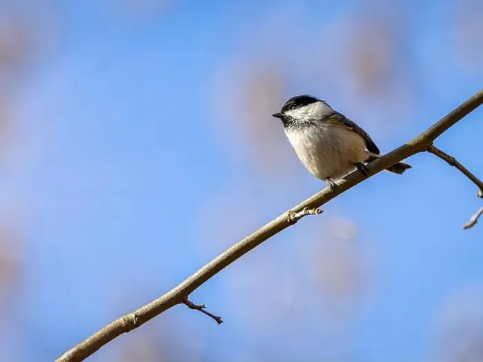 Framed Print : A closeup of a blacked capped chickadee perched on a branch on blurred background Framed Print : A closeup of a blacked capped chickadee perched on a branch on blurred background