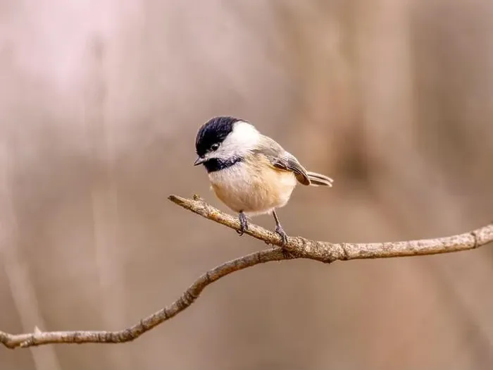 Framed Print : A closeup of a blacked capped chickadee perched on a branch on blurred background Framed Print : A closeup of a blacked capped chickadee perched on a branch on blurred background