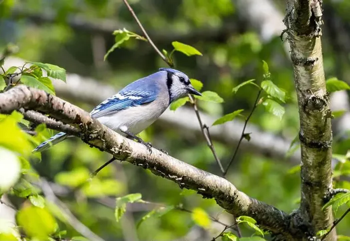 Framed Print : Closeup of a Blue Jay perching on a branch in Birch Tree in springtime, Ontario, Canada Framed Print : Closeup of a Blue Jay perching on a branch in Birch Tree in springtime, Ontario, Canada