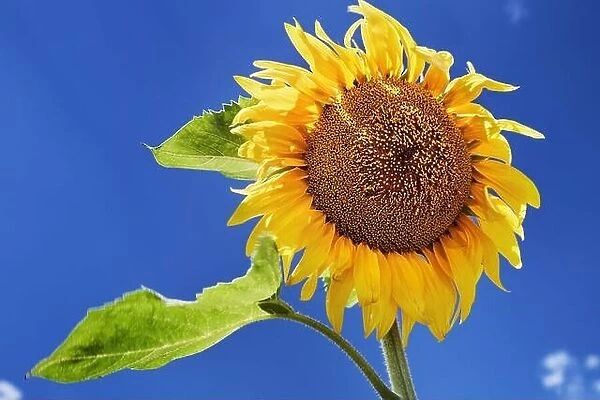 Closeup bright sunflower over blue sky background
