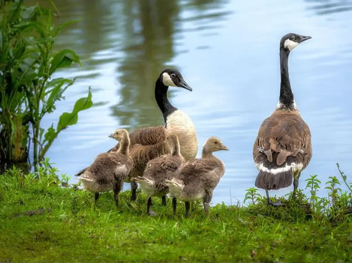 Framed Print : Closeup of a canada goose family standing near a lake Framed Print : Closeup of a canada goose family standing near a lake