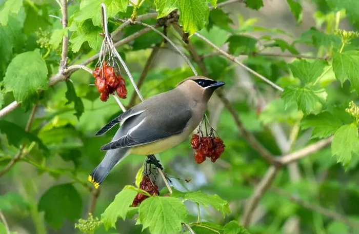 Framed Print : Closeup of a Cedar Waxwing feeding on berries from a High Bush Cranberry Shrub during spring migration, Ontario, Canada Framed Print : Closeup of a Cedar Waxwing feeding on berries from a High Bush Cranberry Shrub during spring migration, Ontario, Canada