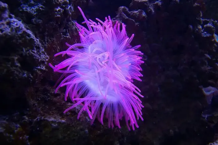 Framed Print : Closeup up a colorful sea anemone wide photo Framed Print : Closeup up a colorful sea anemone wide photo