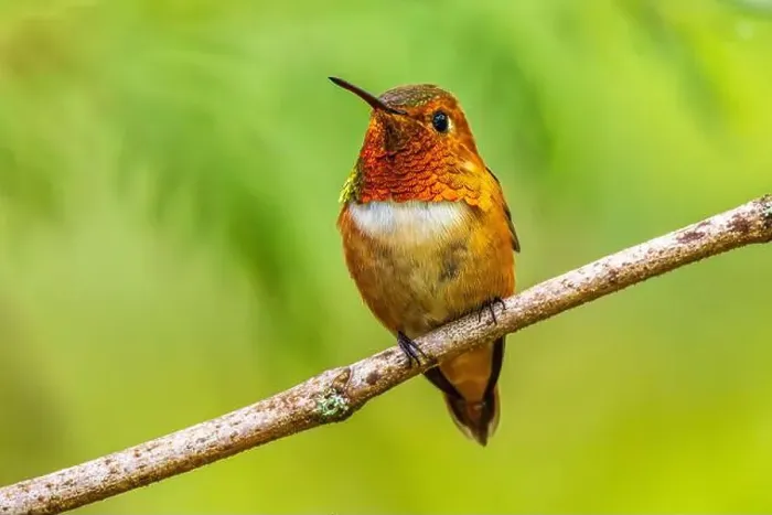 Framed Print : Closeup of a colourful male Rufous Hummingbird (Selasphorus rufus) perched on a branch Framed Print : Closeup of a colourful male Rufous Hummingbird (Selasphorus rufus) perched on a branch