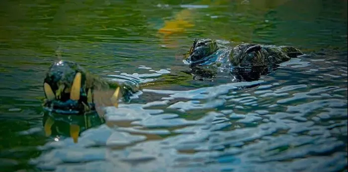 Framed Print : closeup of crocodile in the water