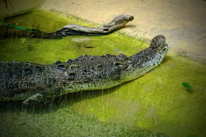 Framed Print : closeup of crocodile in the water