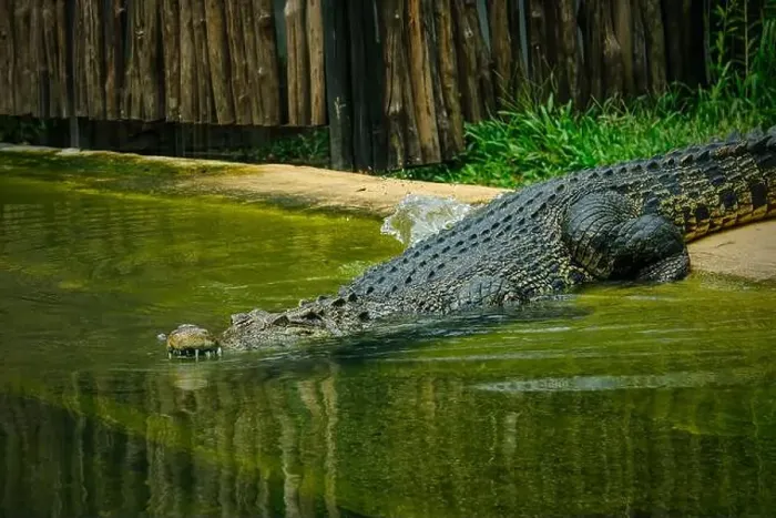Framed Print : closeup of crocodile in the water
