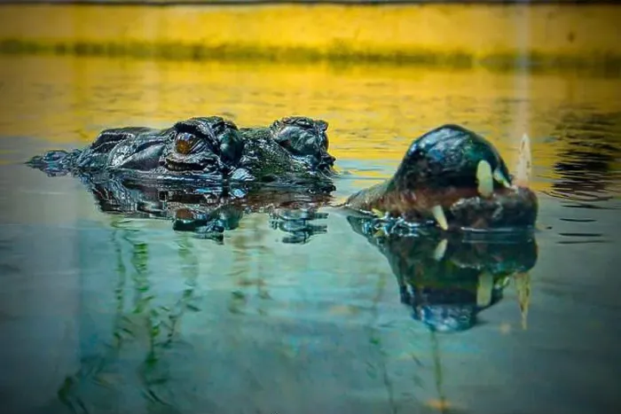 Framed Print : closeup of crocodile in the water