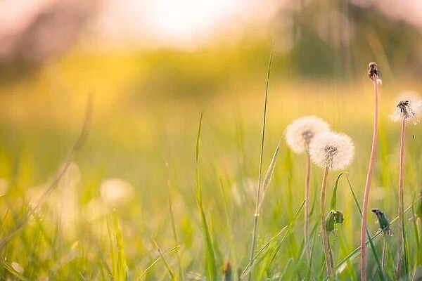 Closeup of dandelion on natural background. Bright, delicate nature details. Inspirational nature concept, soft blue and green blurred bokeh scenery