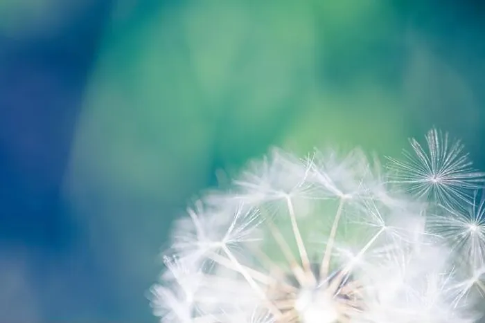 Framed Print : Closeup of dandelion on natural background. Bright, delicate nature details. Inspirational nature concept, soft blue and green blurred bokeh scenery Framed Print : Closeup of dandelion on natural background. Bright, delicate nature details. Inspirational nature concept, soft blue and green blurred bokeh scenery