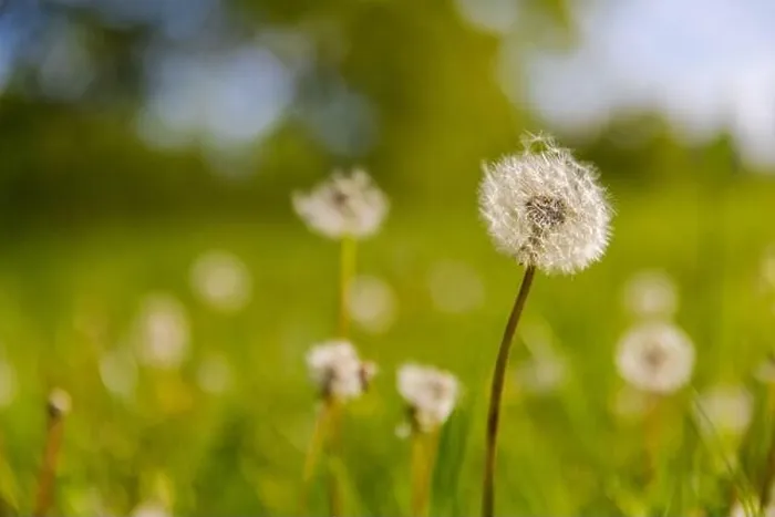 Framed Print : Closeup of dandelion on natural background. Bright, delicate nature details. Inspirational nature concept, soft blue and green blurred bokeh scenery Framed Print : Closeup of dandelion on natural background. Bright, delicate nature details. Inspirational nature concept, soft blue and green blurred bokeh scenery